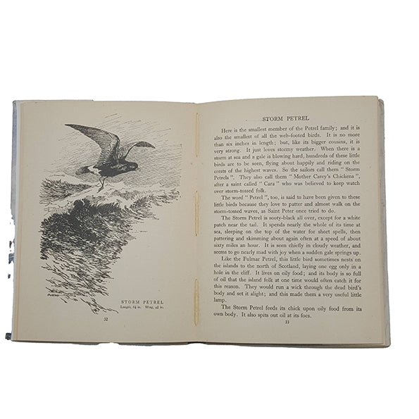 Birds of the Sea and Shore by Robert Aitchen and Gladys Davidson
