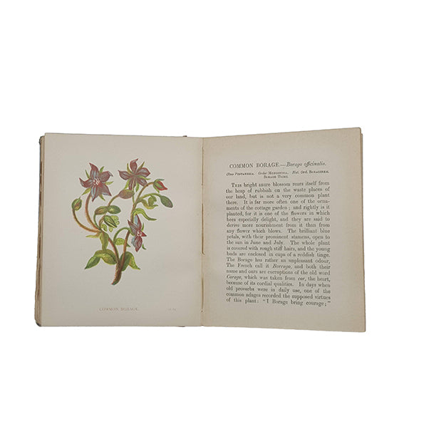 Wild Flowers, Volume I by Anne Pratt - SFPCK, 1898