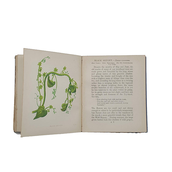 Wild Flowers, Volume I by Anne Pratt - SFPCK, 1898
