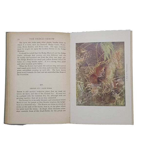 The Hedge I Know edited by W. Percival Westell and Henry E. Turner - Dent, 1912