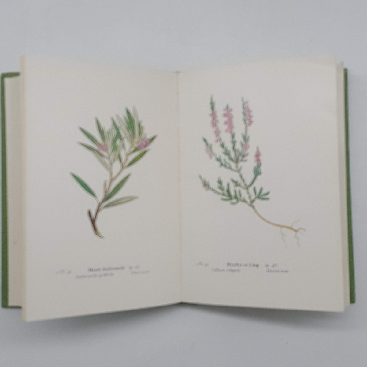 Wayside and Woodland Blossoms Series II by Edward Step - Warne &amp; Co., 1963