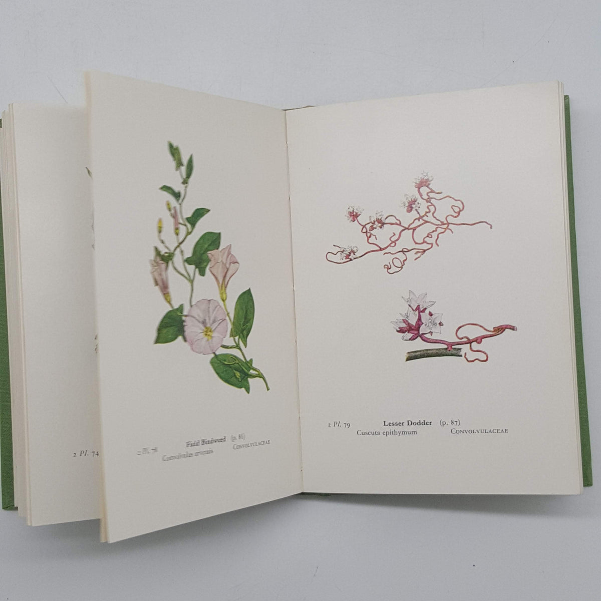 Wayside and Woodland Blossoms Series II by Edward Step - Warne &amp; Co., 1963