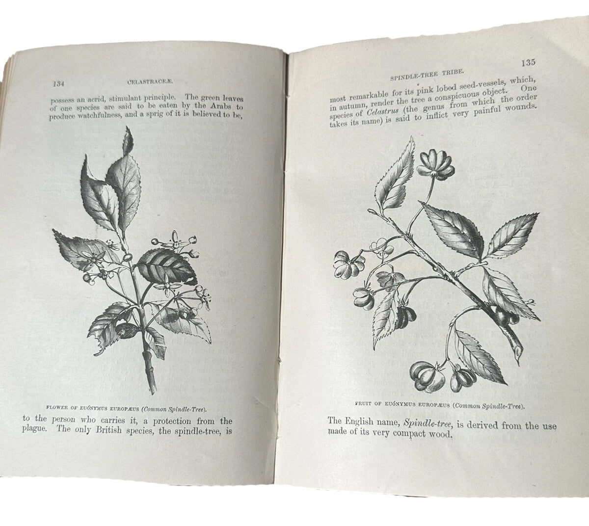 Flowers of the Field by C. A. Johns - SPCK, 1894