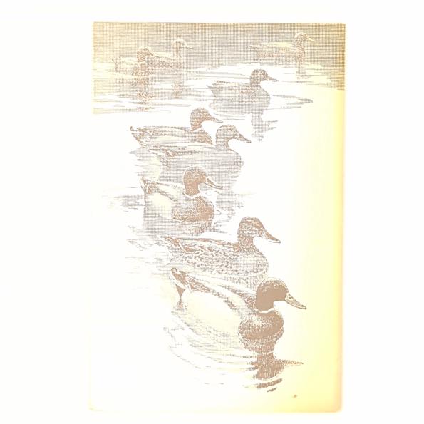 A Coloured Key to the Wildfowl of the World 1965