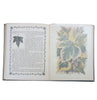 The Ivy: A Monograph by Shirley Hibberd 1893