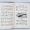 Illustrated The Little Naturalist in The Country and by the Sea by Rev. Theo Wood