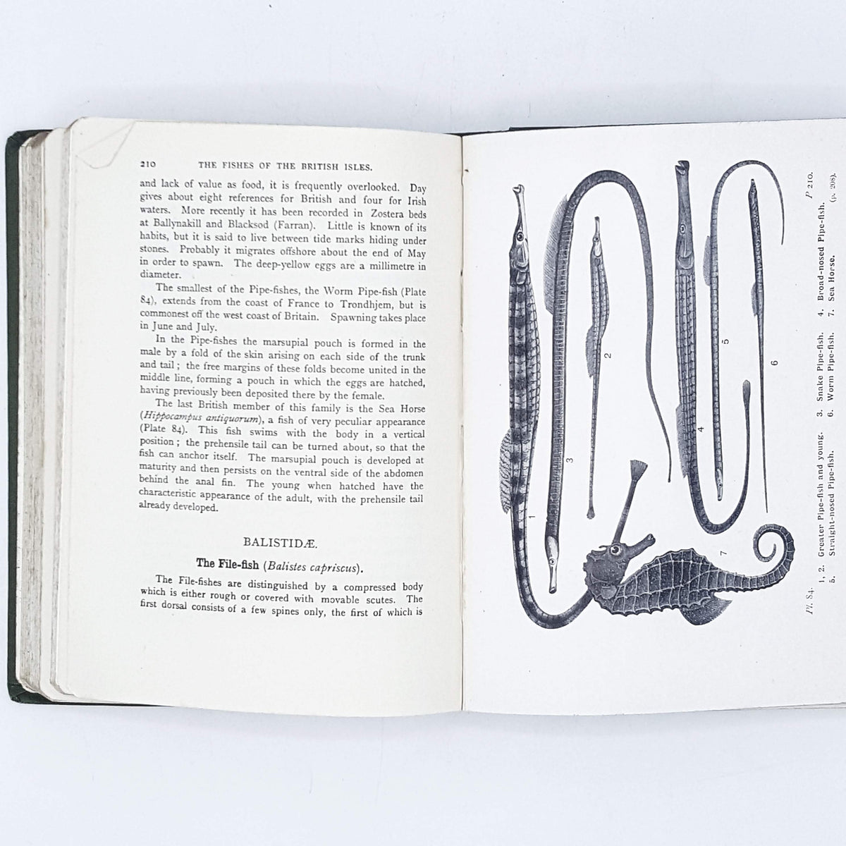 Illustrated The Fishes of the British Isles Both Fresh Water &amp; Salt by J. Travis Jenkins 1950