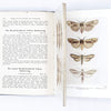 Butterflies and Moths of Wayside and Woodland by W. J. Stokoe 1949