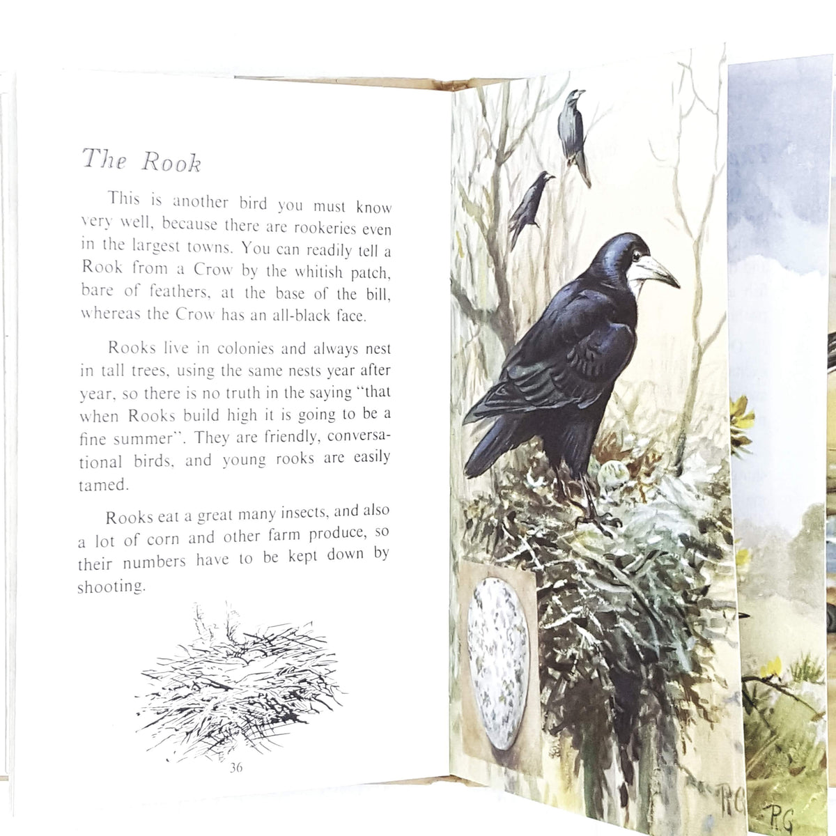old-ladybird-animals-third-book-british-birds-nests-kindergarten-books-country-house-library