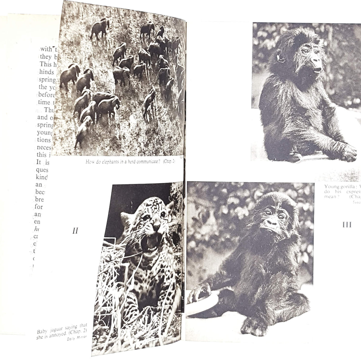 vintage-pelican-the-personality-of-animals-by-h-munro-fox-antique-pale-blue-country-house-library