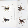 First Edition King Penguin: Spiders 1947