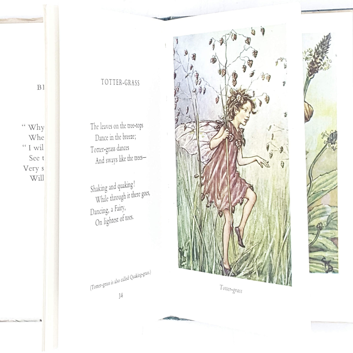 Illustrated Flower Fairies of the Wayside