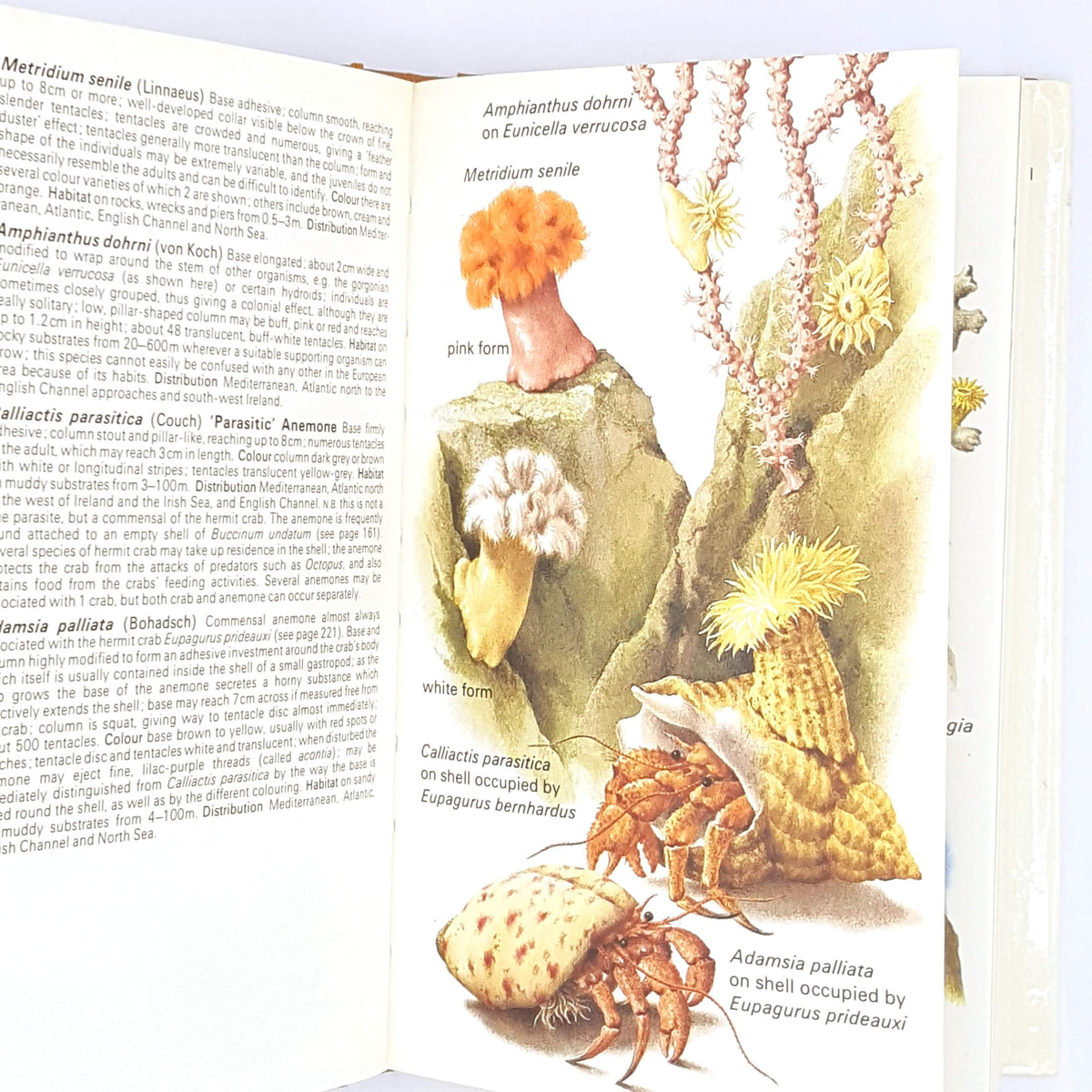 The Hamyln Guide to the seashore and shallow seas of Britain and Europe A.C.CAMPBELL 1976