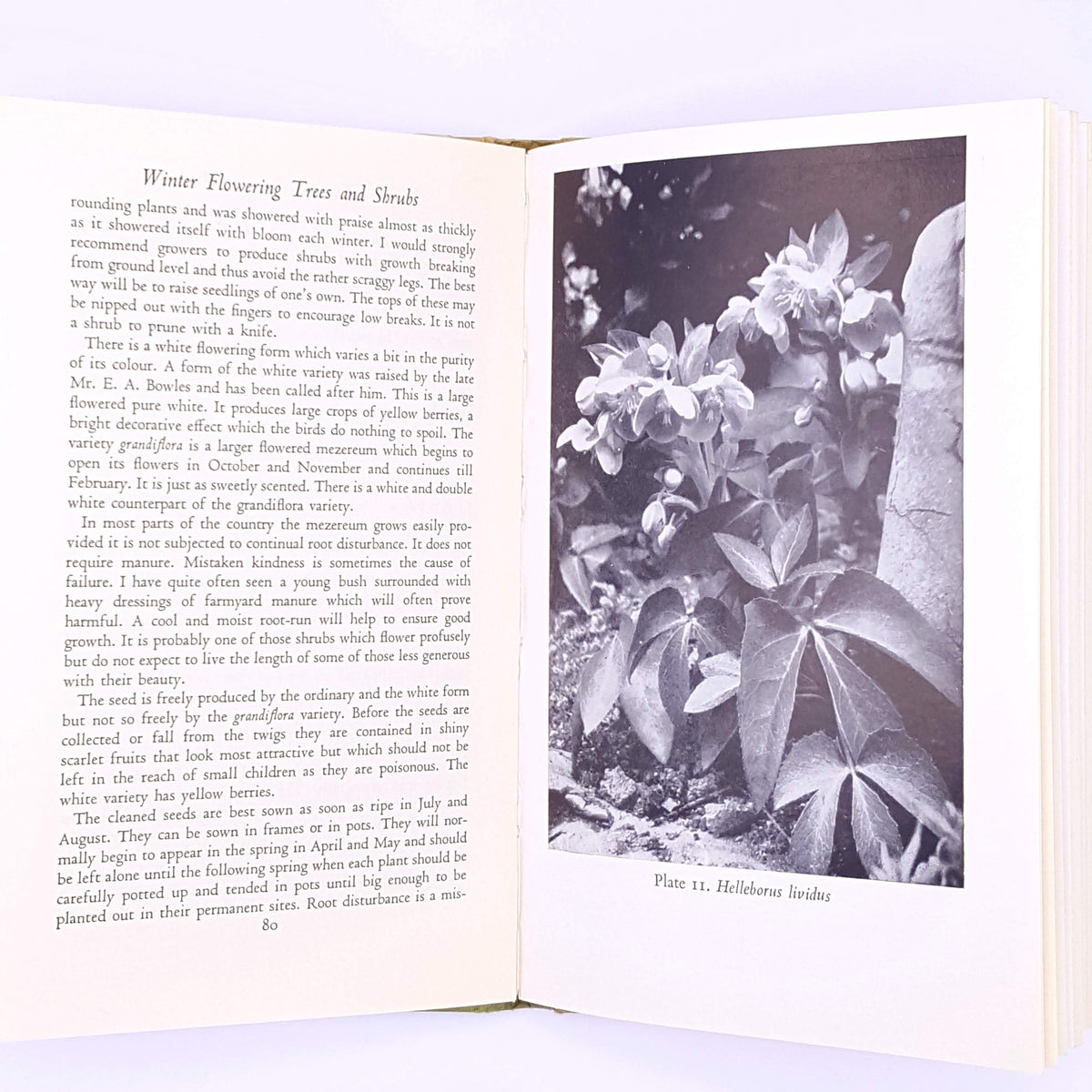 The Winter Garden 1969 by M.J. Jefferson-Brown