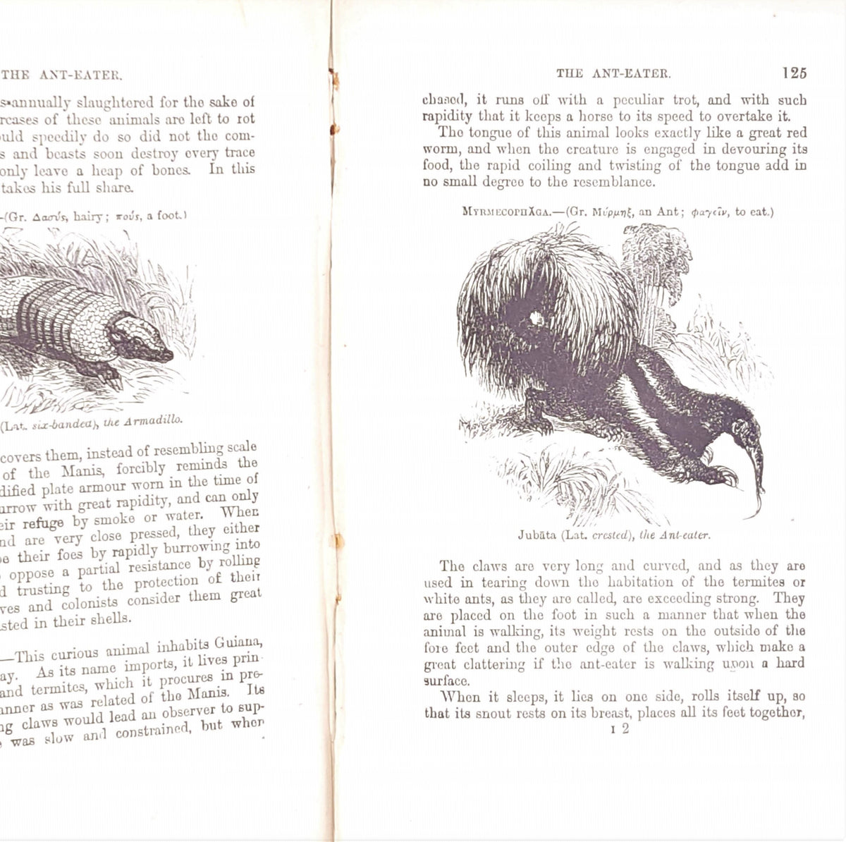 The Boy's Own Book of Natural History by Rev J G Wood