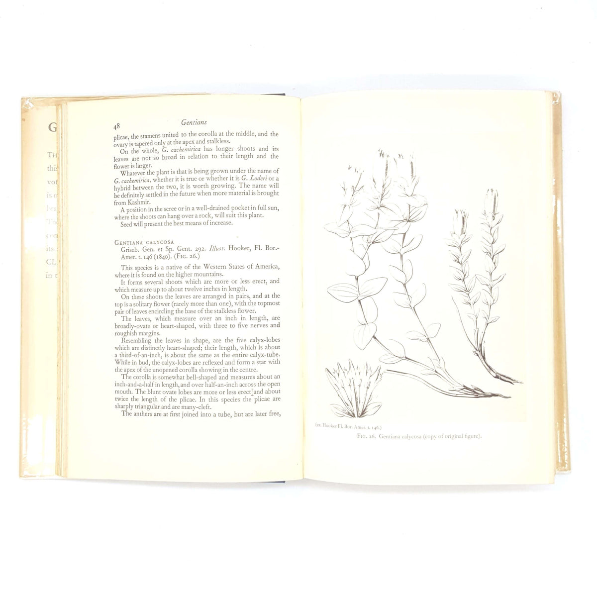 Gentians by David Wilkie 1936