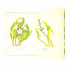 King Penguin: Flowers of Marsh & Stream by Iola A. Williams 1946