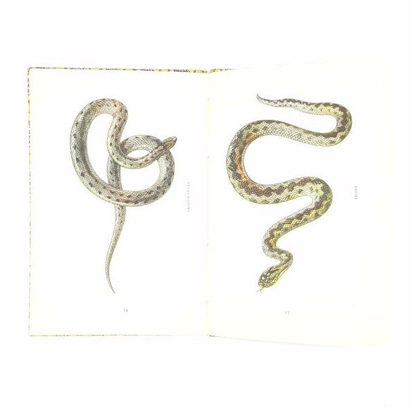 First Edition King Penguin: British Reptiles and Amphibia 1949