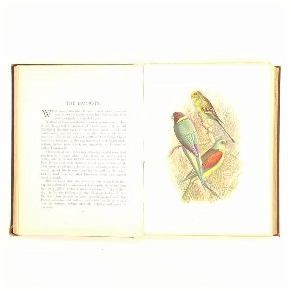 The New Book of Birds by Horace G. Grosser 1909