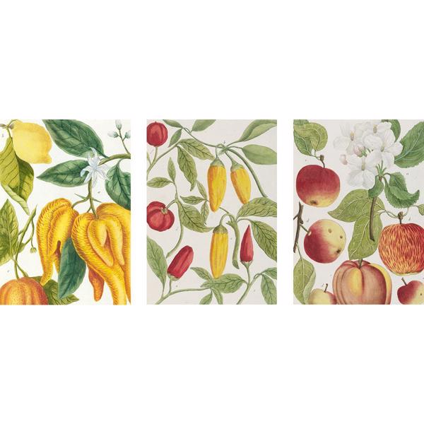 Botanical Art Notebook Set - Bodleian Library