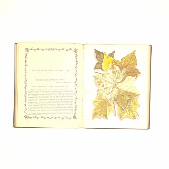 The Ivy: A Monograph by Shirley Hibberd 1893