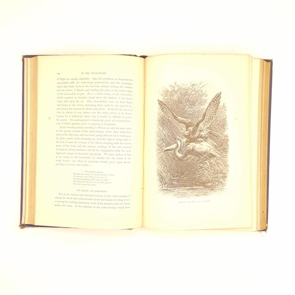 The Bird World by W.H. Davenport Adams 1878