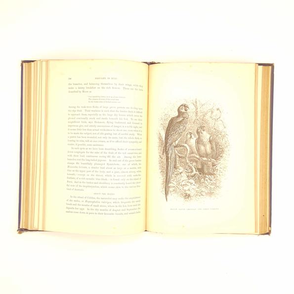 The Bird World by W.H. Davenport Adams 1878