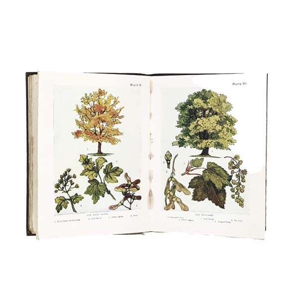Trees: Shown to the Children by Janet Harvey Kelman - Nelson