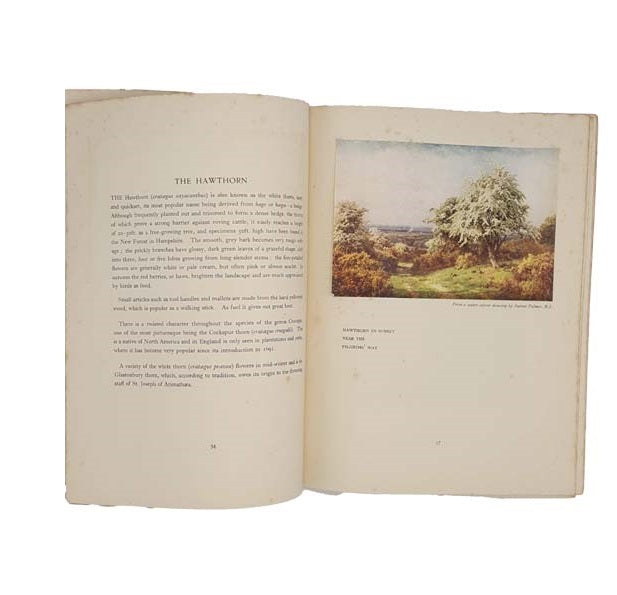 On The Track of Trees by Grace E. Pulling 1936-7