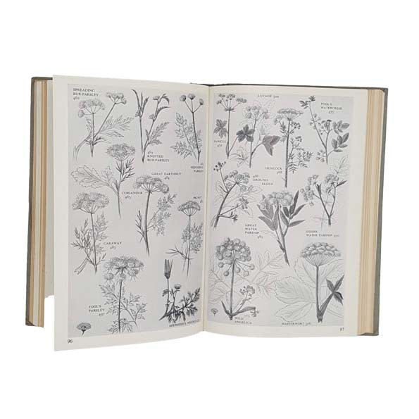 The Pocket Guide to Wild Flowers by David McClintock 1956