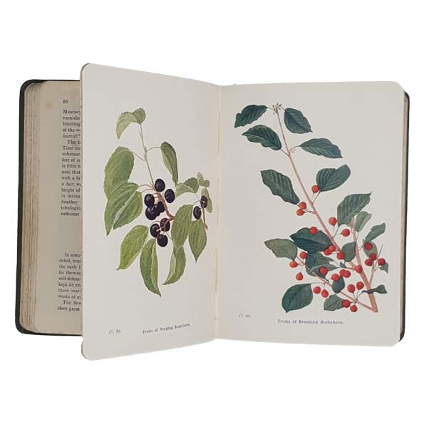 Wayside &amp; Woodland Trees by Edward Step, 1905