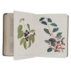 Wayside & Woodland Trees by Edward Step, 1905