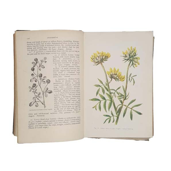 Flowers of the Field by C. A. Johns 1911