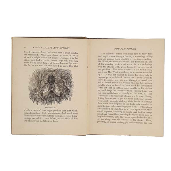 Insect Lights and Insect Sounds by J.R.S. Clifford c1888