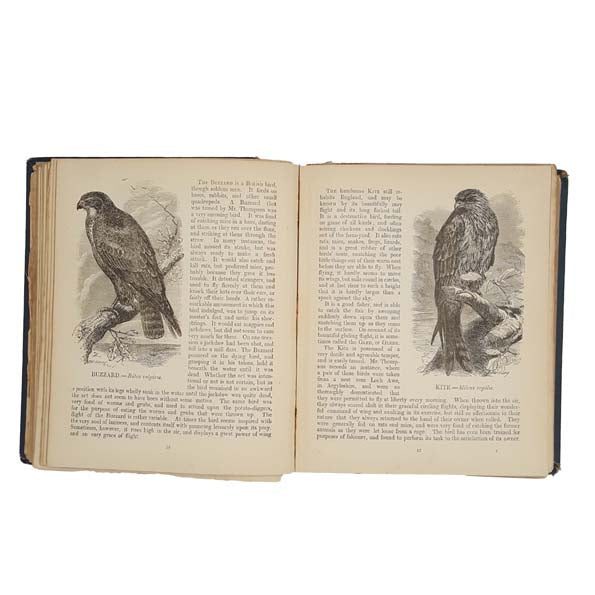 Routledge's Picture Natural History by  J.G. Wood