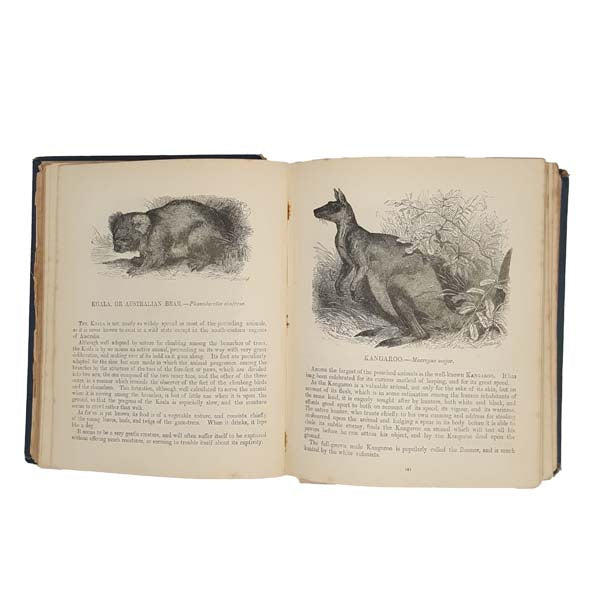 Routledge's Picture Natural History by  J.G. Wood