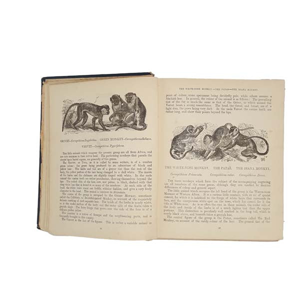 Routledge's Picture Natural History by  J.G. Wood