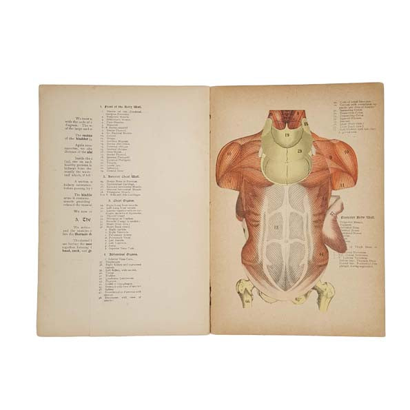 The Human Body by Owen Lankester c.1892