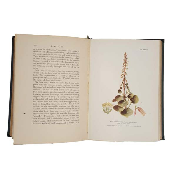 Plant-Life by Charles A. Hall, 1915