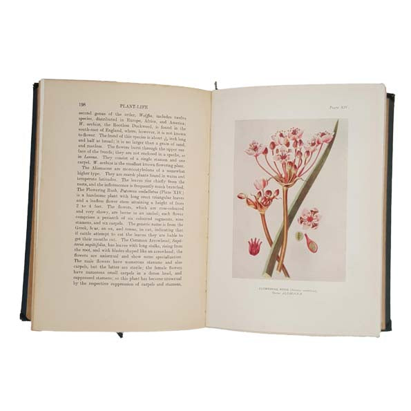 Plant-Life by Charles A. Hall, 1915