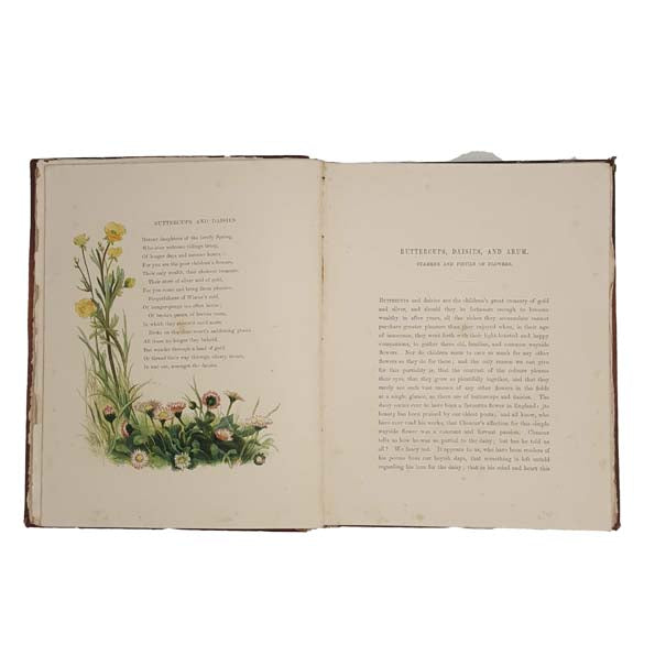 Common Wayside Flowers by Thomas Miller 1863