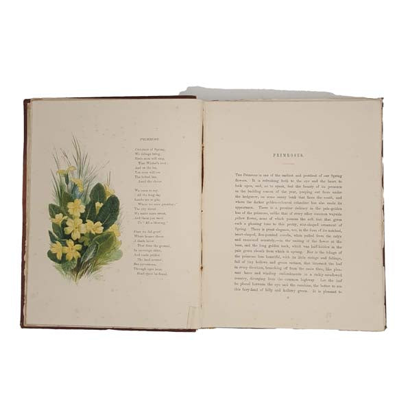 Common Wayside Flowers by Thomas Miller 1863