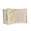 Wild Flowers, Volume II by Anne Pratt - CFPCK, 1902