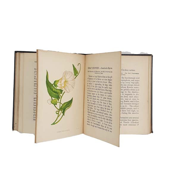 Wild Flowers, Volume II by Anne Pratt - CFPCK, 1902