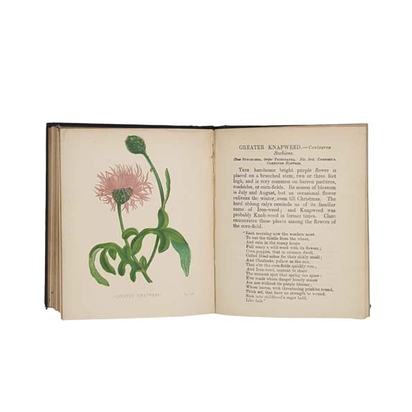 Wild Flowers, Volume II by Anne Pratt - CFPCK, 1902
