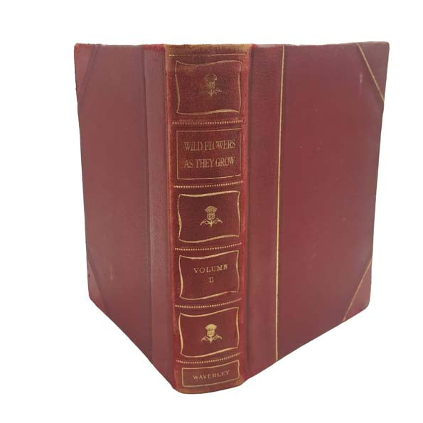 Wild Flowers As They Grow, Vol. II by G. Clarke Nuttall