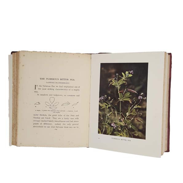 Wild Flowers As They Grow, Vol. II by G. Clarke Nuttall
