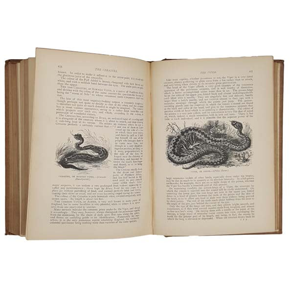 Wood's Popular Natural History, 1899