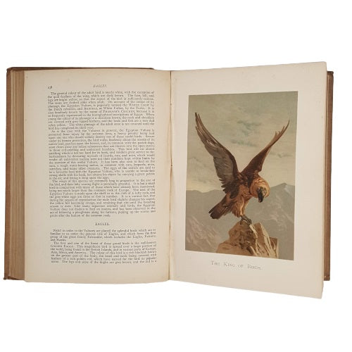 Wood's Popular Natural History, 1899