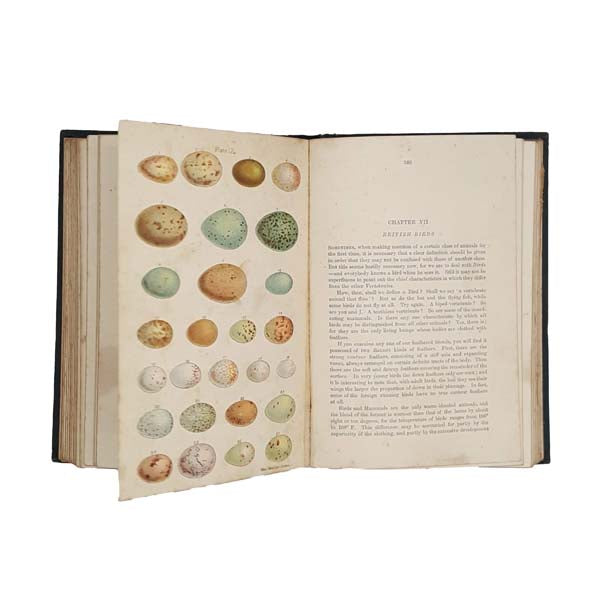 Lev Tolstoi Short Stories